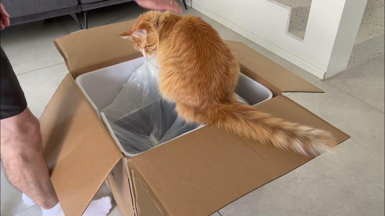 Popur X5 Litter Robot & Maine Coon! Unboxing & First Impressions YouTube