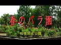 相模原北公園　「春のバラ園」