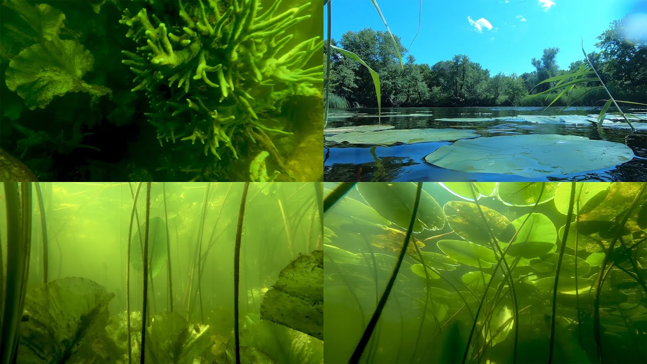 The underwater world of Ilovlya: Nature of the river near the village of Zakharovka - Part1June 2025