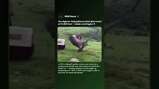 The Highest-Flying Bird Was Only Discovered Inside a Jet Engine #shorts #vulture #bird
