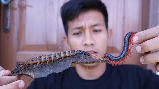 KELABANG BESAR VS LUWING BESAR (CENTIPIDE VS MILLIPEDE)