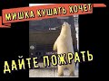 Камаз и медведи , мишки кушать хотят, а голод не тетка.  Arktos ,   bear and truck