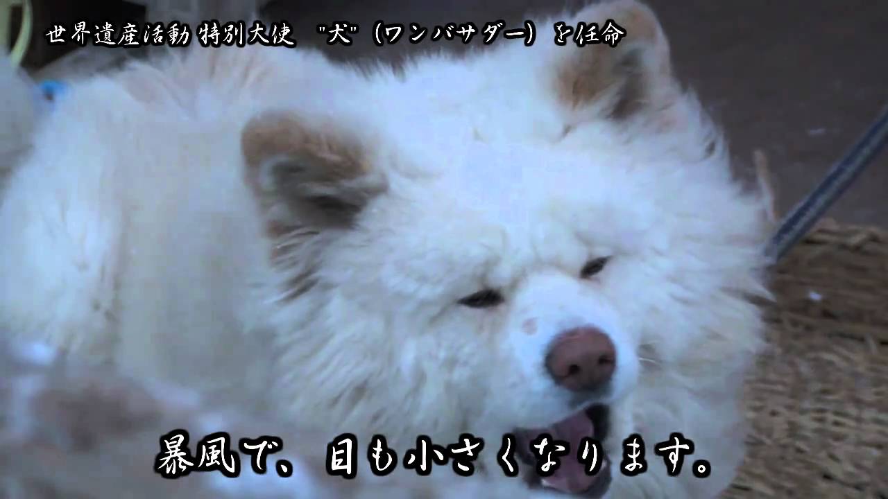 11ブサかわ犬 わさお 日本ユネスコ協会連盟の 特別大使 犬 に Youtube
