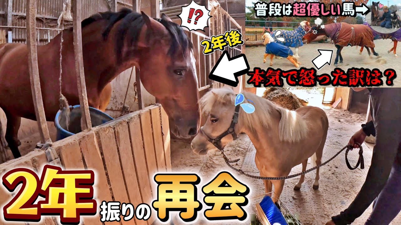 因縁の2頭の再会。聖母のように優しい馬さっちゃんが本気でブチギレた
