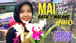 MAI (Mencari Anggrek Impian) #PART1 Di Kota Wisata BATU MALANG - Kebun SOERJANTO Spesialis CATTLEYA