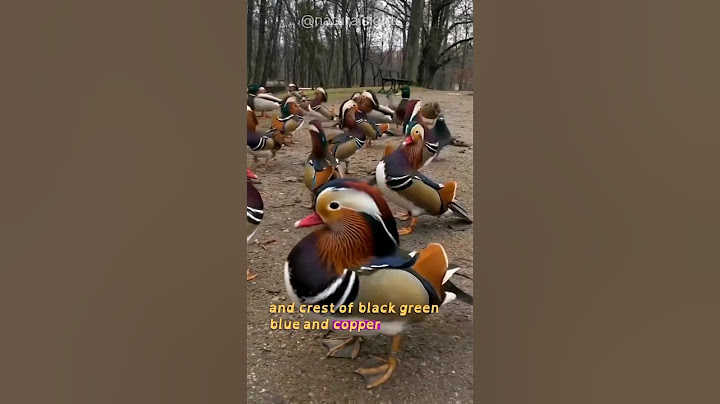 🦆Mandarin Duck 🌳😱#mandarin #wildlife #nature #youtubeshorts #naturelovers #youtubeshorts #shorts