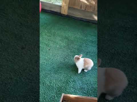 Baby Bunny Zoomies! 🐇💕