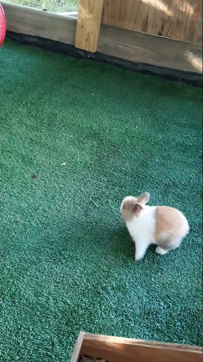 Baby Bunny Zoomies! 🐇💕