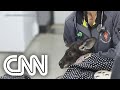 Canguru foge nos EUA e faz polícia parar o trânsito | NOVO DIA