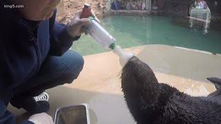 Asthmatic sea otter masters inhaler