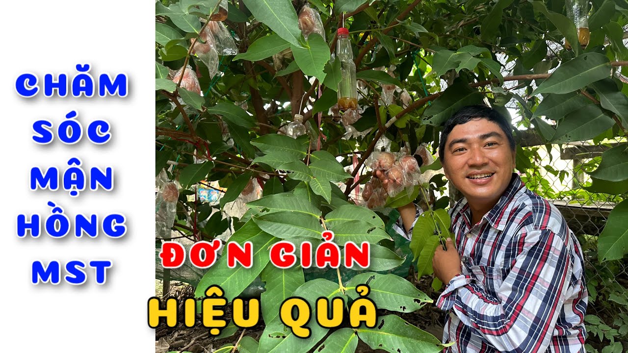 Chia sẻ kinh nghiệm chăm sóc cây mận Hồng MST đơn giản hiệu quả | 0386569374 - Ngọc Ngân Bến Tre