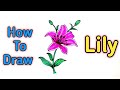 How to draw a lily flower with colour for beginners lily drawing  lily flower drawing easy way