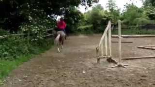 Claggan Ace- 5yo gelding- Half sister 138 RDS Champion '12 & '13- sire Annaghmore Boomerang