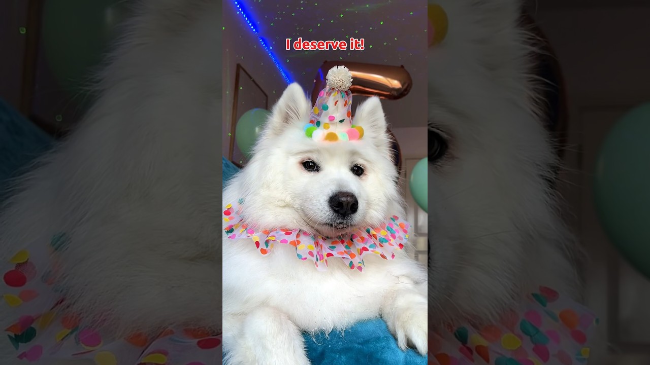 It’s my BIRTHDAY 🥳 #dogshorts #funny #puppy #dogtime #tiktok #cute #birthday ib:lukefranchina