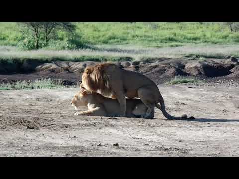 African most famous safaris