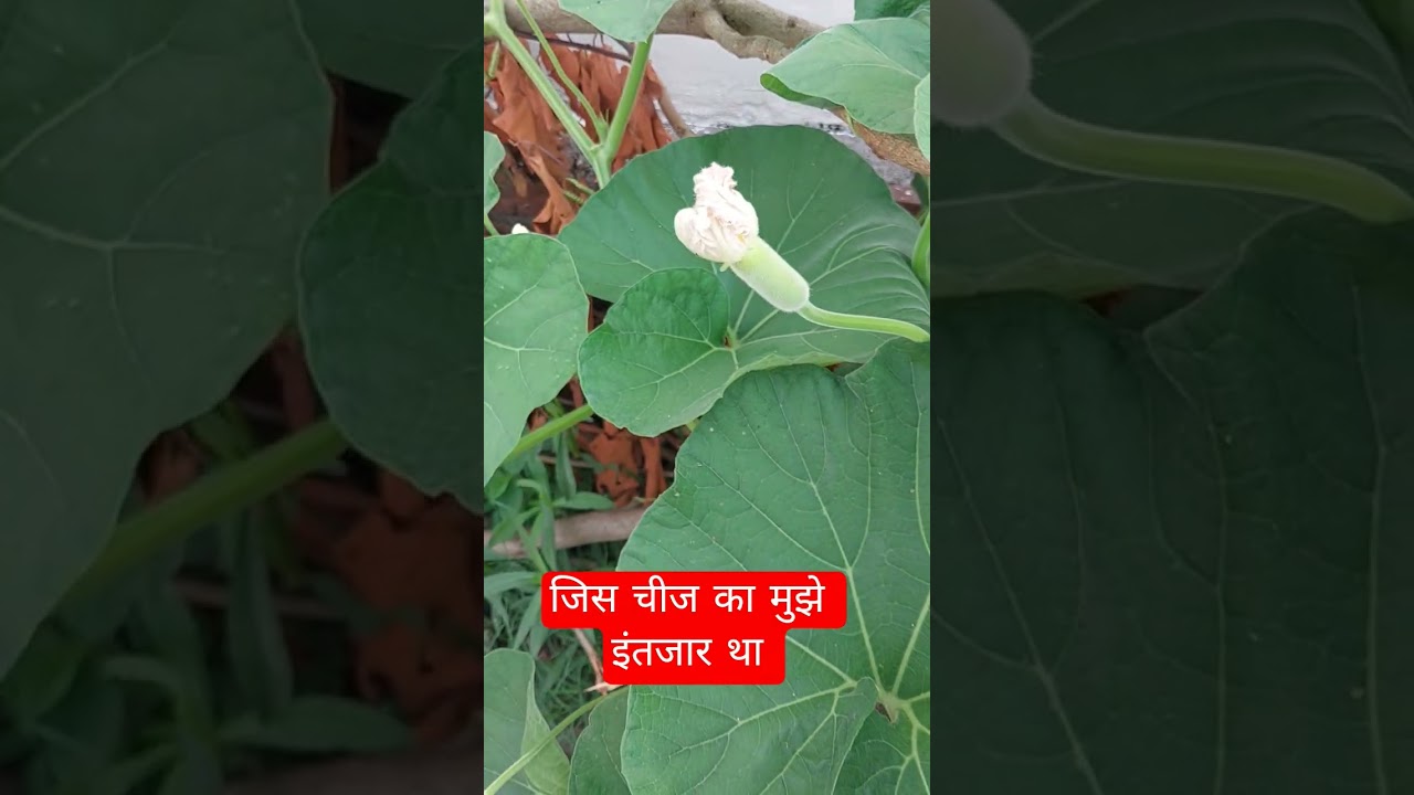 इस दिन का मुझे काफी टाइम से इंतजार था || #terracegardenindia #organicgardening #plantsofindia ||