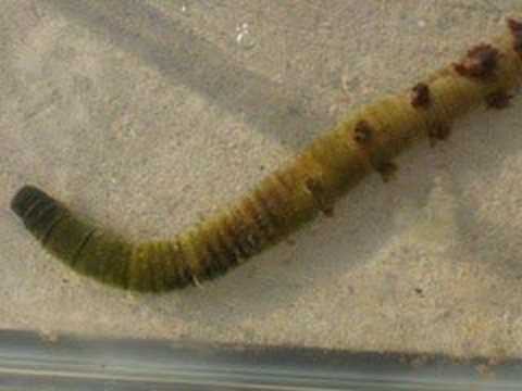 Arenicola Marina (lug worm)