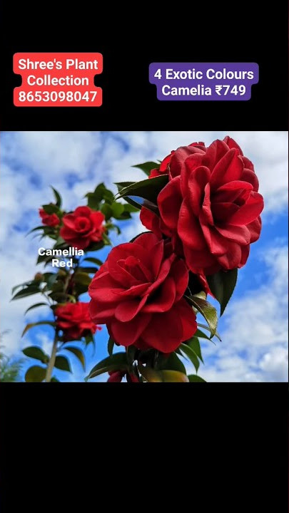 4 Exotic Colours Camelia Combo ₹749 only #camelia #viralvideo #shorts #plantlover #youtubeshorts