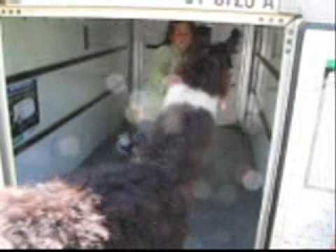 "Don't Haul Llamas in a U-Haul Trailer"