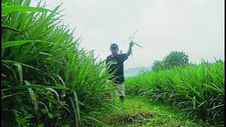 INSAN TAK BERHARTA ~SLOW ROCK MALAYSIA BEST HITS 2025@tejasarichanel5916