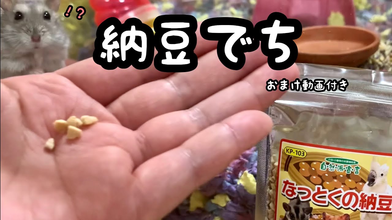 ハムスターに納豆！？【ジャンガリアン】 - YouTube
