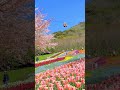 Hinoyama Koen Park Turkish Tulip Garden 火の山公園トルコチューリップ園の虹色花畑 #shorts #japan #tulip #チューリップ