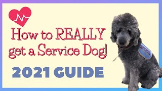 How to Get a Service Dog | The Process of Getting a SERVICE DOG in 2021