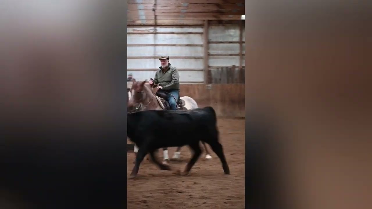 Juztice For All, 2016 High Brow Cat mare