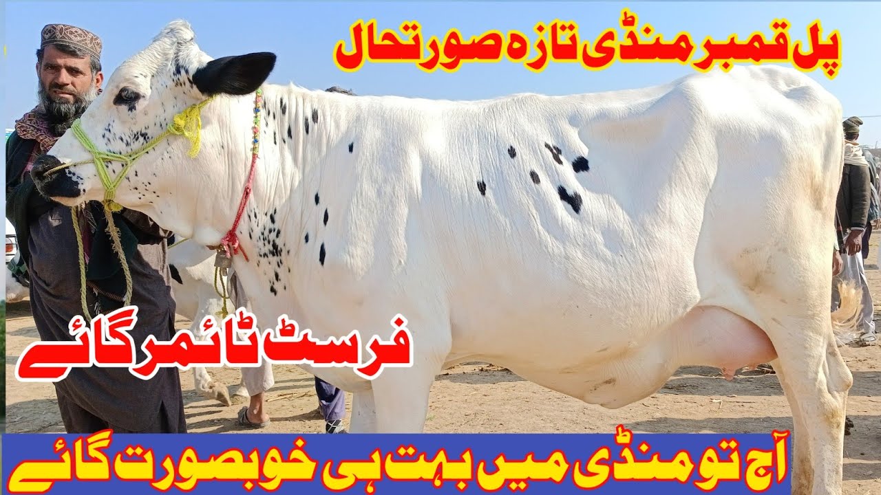 today-pull-qmbar-mandi-ferisain-cholistani-cross-cow-update-in-punjab