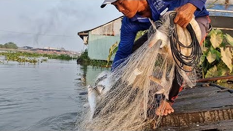 chài trúng bầy cá cóc cá mè dinh to lắm mọi người ơi