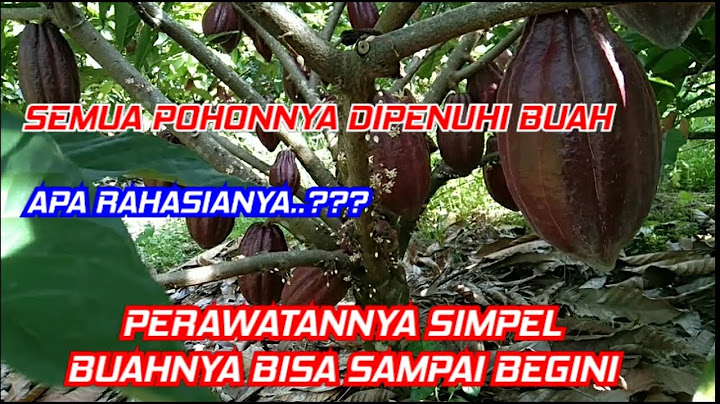 PERKEMBANGAN KAKAO KLON 45 LUAR BIASA BAGUS BUAH LEBAT