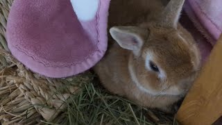 【うっ滞】チャッピーさんが体調を崩しました