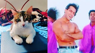 cat dancing on "Oh Oh Jane Jaana" Salman Khan Full Song | Pyaar Kiya Toh Darna Kya screenshot 5