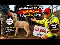 A Tour Of The Sidi Abdellah Sheep Market In Salé And I Found A Baby Sheep For 64 000 Riyals 