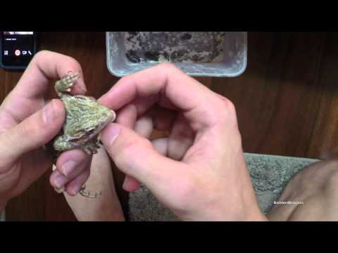 How To Assist Feed Bearded Dragons