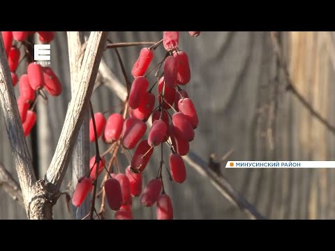 Садоводы на юге края приступили к сбору барбариса