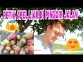 PETIK APEL DAN PLUM LIAR DI JERMAN #VLOG1