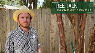 Tree Talk: Crape Myrtle Bark Scale