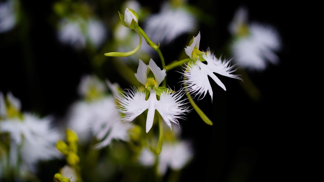 サギソウ Youtube