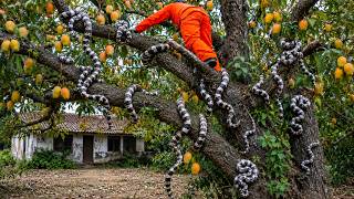 Giant Coelognathus Radiata Snakes Found in Old Mango Tree | Panic Breaks Out Under the Mango Tree