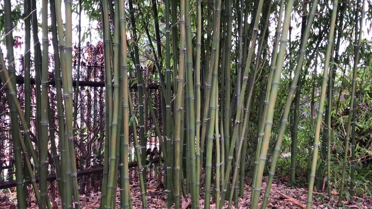 Bambus drzewiasty Phyllostachys parvifolia