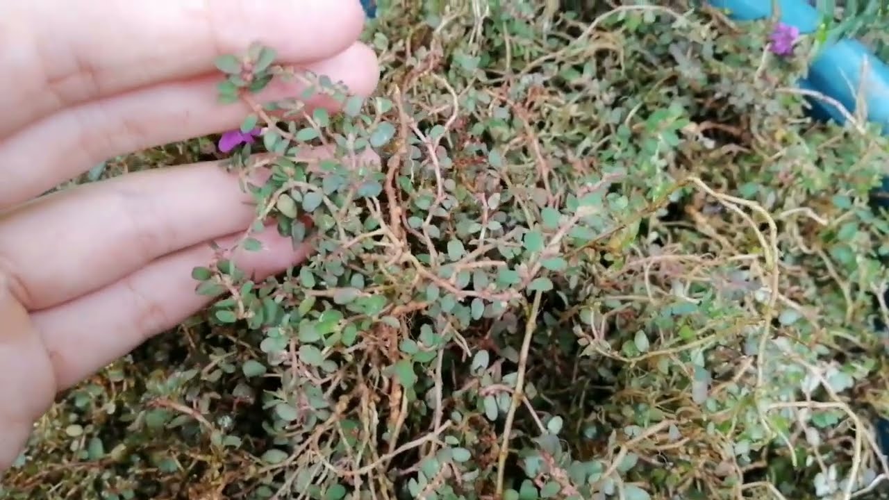 Cây cỏ sữa lá nhỏ Cây cỏ sữa lá nhỏ