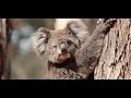 Biodiversity in Limestone Coast forests by Elijah Bon
