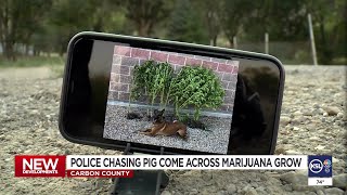 Stray pig leads Carbon County deputies to marijuana plants