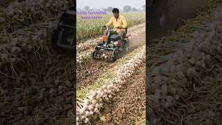 garlic harvesting paver tector #farming #harvest #garlic #powertrac #shorts