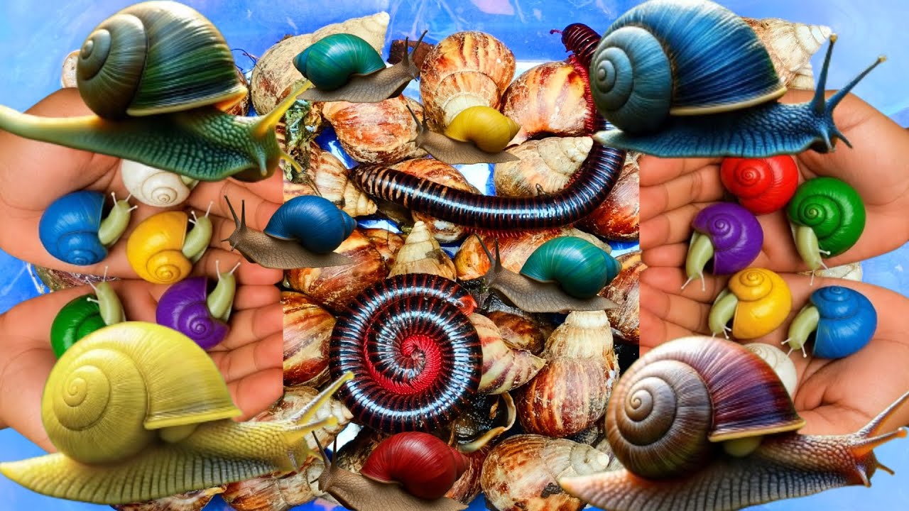 Hunting snail, catching snail, menemukan siput, bekicot, keong, kaki seribu, millipede, berpetualang