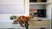 Cat Health Cat Weirdly Smacking Lips As If Startled Or Smth Is Stuck In The Mouth Youtube
