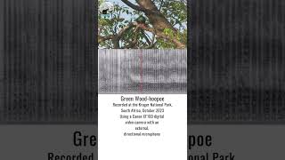 Green Wood-hoopoe | Making Africa Heard Sound Library