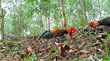 Bẫy Gà Rừng Miền Bắc Cuối Mùa Tháng Năm | Hoàng Thắng