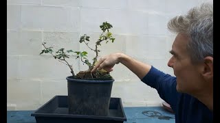 Field maple two trees big rock fusion bonsai 3